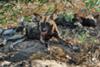 The endangered African wild dog