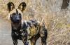 A female from one of the Wild Dog packs Wildlife ACT monitors in Hluhluwe-iMfolozi