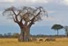 Baobab Tree and grazing Zebras, Tarangire NP, Tanzania