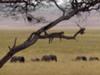 Leopard in a tree