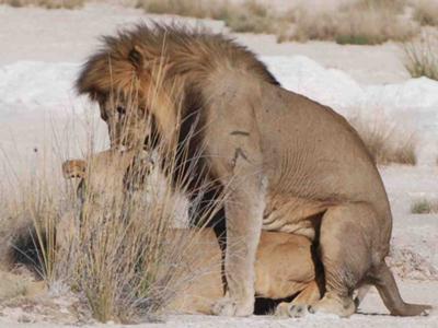 Lions mating in Etosha National Park
