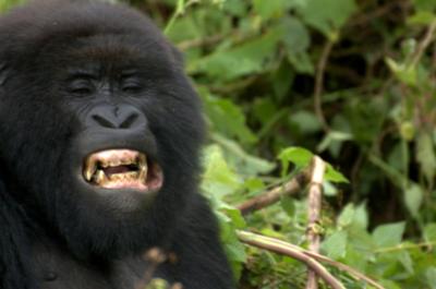 Gorilla teeth