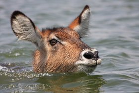 Waterbuck