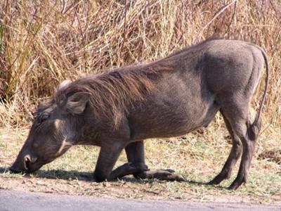 Warthog 