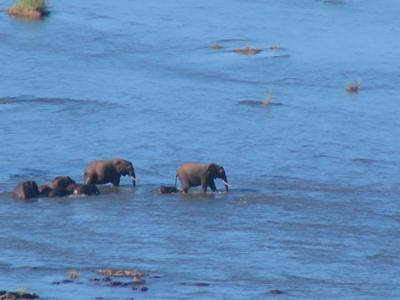 Ele river crossing - Olifants Camp, Kruger