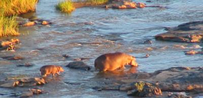 Hippo and baby - Olifants Camp, Kruger