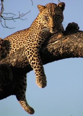 Male Leopard in Tree