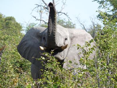 Getting close to elephants