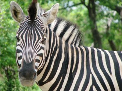 Zebra  © www.african-safari-journals.com