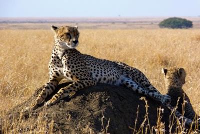 Female Cheetah (and one of three cubs), Serengeti Plain