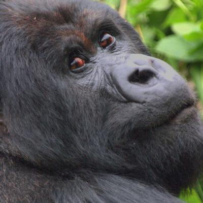 Gorilla from Rwanda