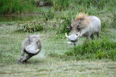 Warthog chase