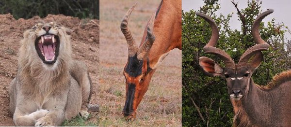 Addo animals