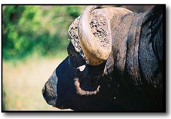 buffalo pictures