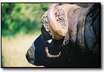buffalo pictures