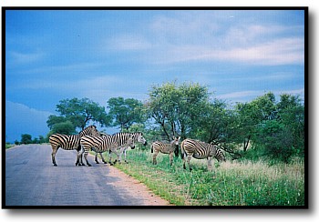 zebra photos