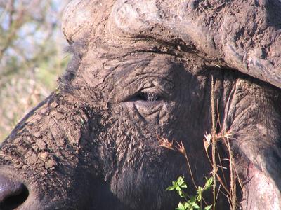 Buffalo Bull Close Up