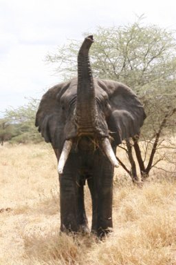 Tanzania Elephant Greeting