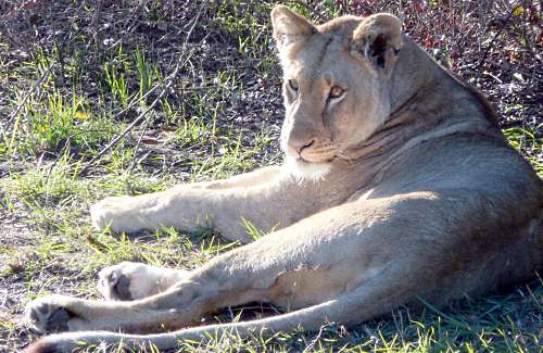 Addo Lion