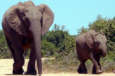 Addo Elephants