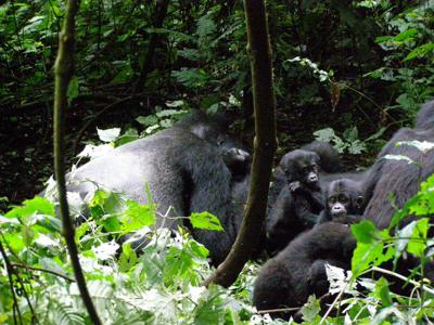 Habinyanja Gorillas