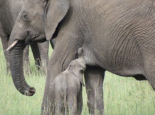 Baby elephant nursing