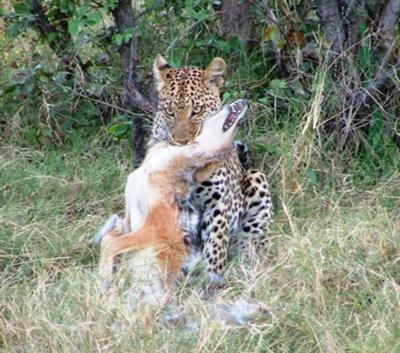 Leopard killing a jackal