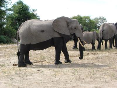 These elephants came out of the water and walked right by us