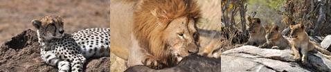 Big cats