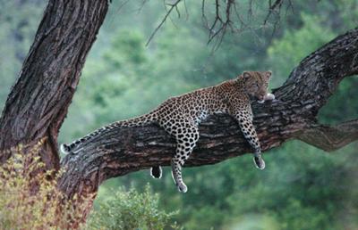 Leopard in a tree