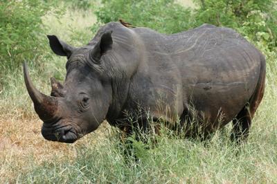 White rhino