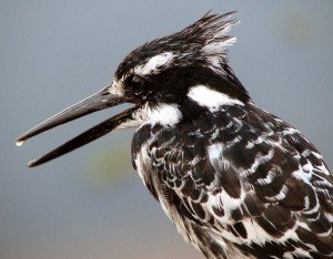 Pied Kingfisher