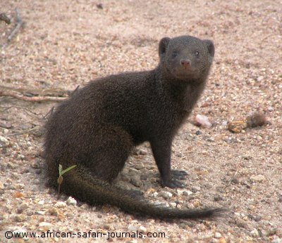 Dwarf mongoose