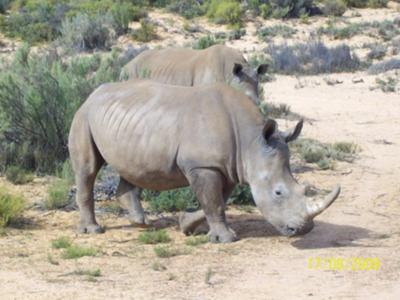 White rhinos