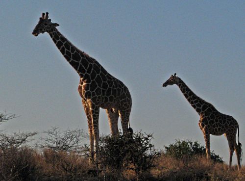 Carbon Copy Giraffe