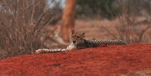 Cheetah