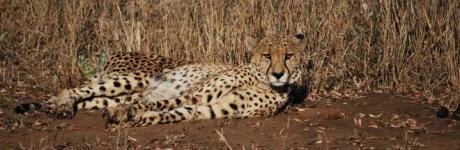 Cheetah at Mkuze Falls