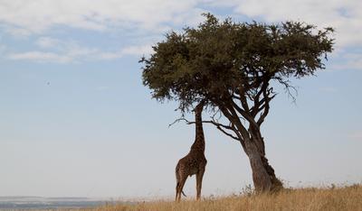 Giraffe Under A Tree