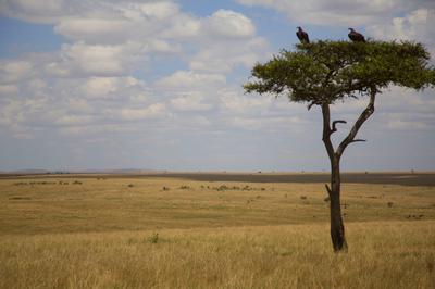 The beautiful Mara landscape.. the photo doesn't do even half the justice.