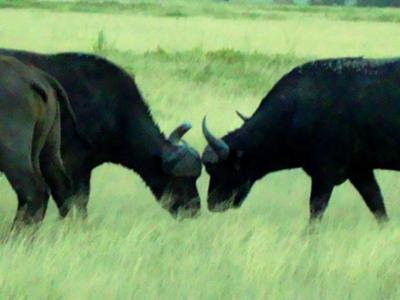 Buffalo fight in Amboseli National Park