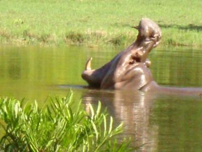 Hippo yawning