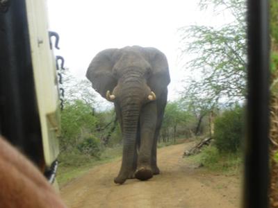 <font face=verdana size=1><i>Elephant bull in musth</i></font>