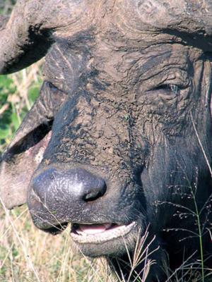 Buffalo Mudpack