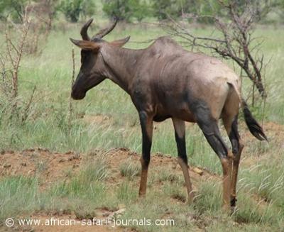 Tsessebe