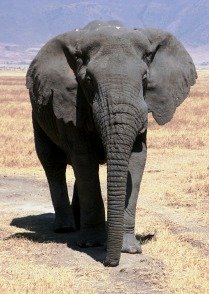 Elephant