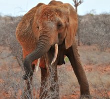 Elephant