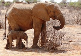 Elephants - Sue Sinkinson