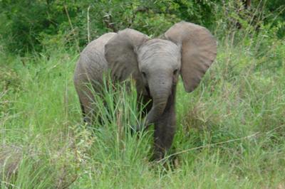 Young elephant in the lush green bush