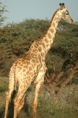 Photo © www.african-safari-journals.com