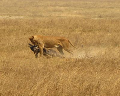 Lion with Wildebeest Kill, Ngorongoro